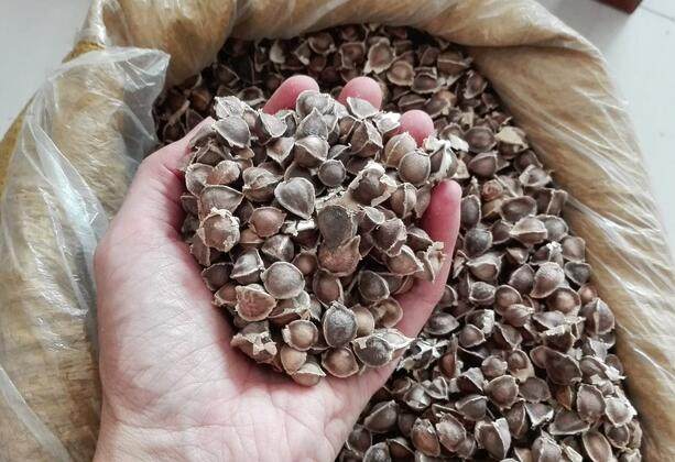 辣木籽的功效与作用有很多，但这5类人群不适合食用