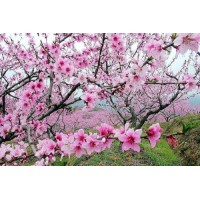 震惊！博诚金融正规合法吗？亮剑老师带单亏损内幕真相