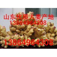 山东小黄姜