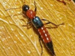 隐翅虫俗称“硫酸蚂蚁”到底是什么生物？它真的能让人毁容吗？