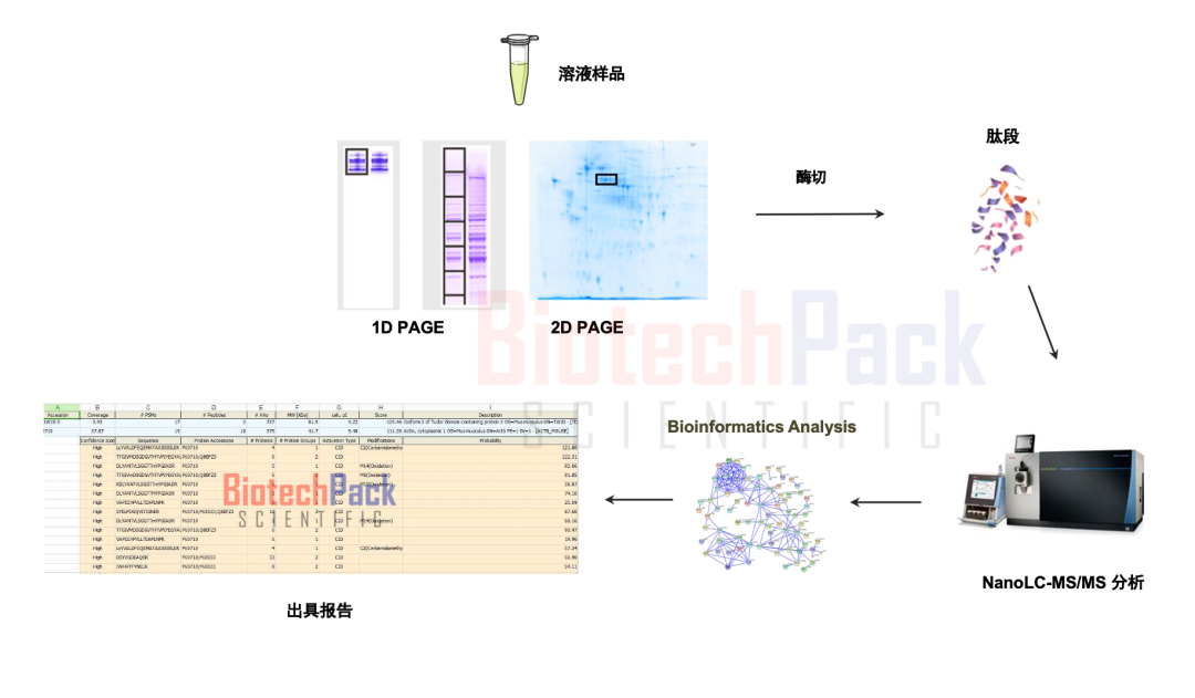 百泰派克基于质谱的蛋白鉴定示例 百泰派克基于质谱的蛋白鉴定示例